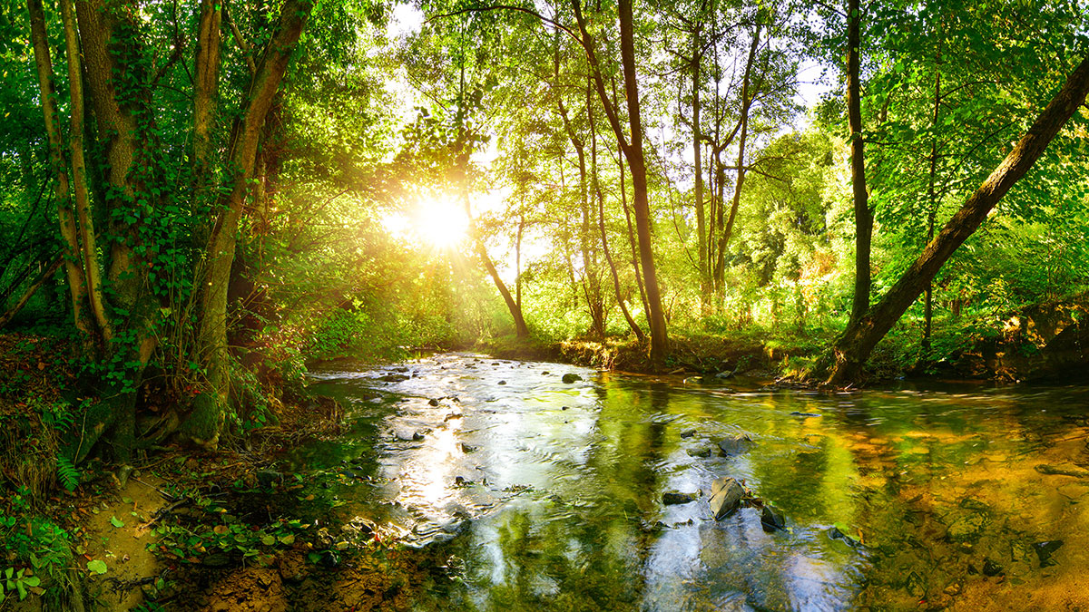 forest nature with bright sun and creek
